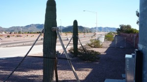 Cactus Do they have problems with falling over??