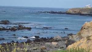 P1000475_3264x1840 Elephant Seals
