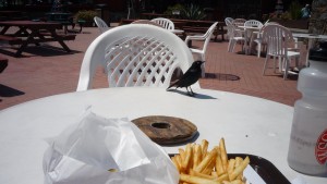 P1000487_3264x1840 Grilled Cheese and evil bird of despair.