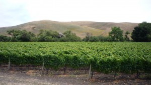 P1000592_3264x1840 Napa
