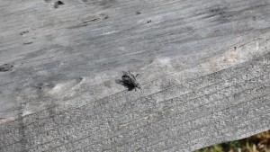 P1000607_3264x1840 A campsite visitor. He was the size of a large horsefly, but I don't think he was.