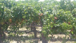 Wine comes from there.