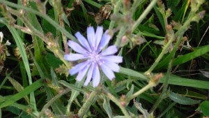 Flower.