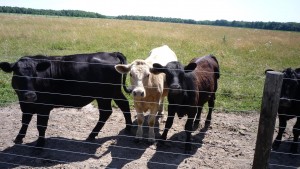 These guys are always interested in you. Seriously, they will always stare as you go by, and sometimes they will run after you. Horses are the same way.
