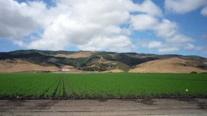 This part of Cali is agriculture driven.