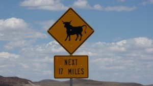 Being gored to death by a bull on the road would be a sad way to go.