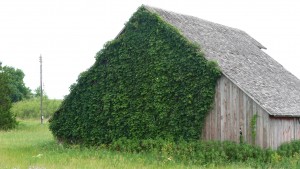 Barn with Ivy